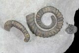 Plate Of Devonian Ammonites (Anetoceras) - Morocco #87254-2